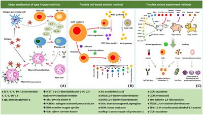 Exploring plant polyphenols as anti-allergic functional products to manage the growing incidence of food allergy